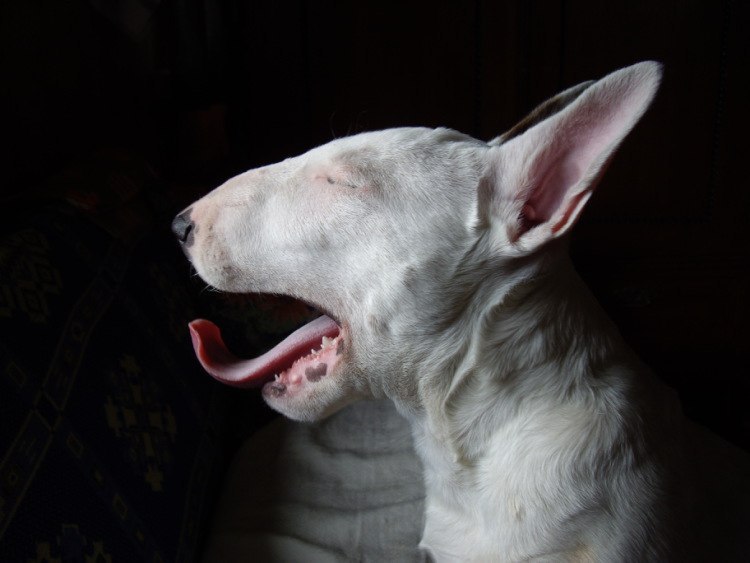 =====================================.Грибок у собак или дерматофитоз могут вызвать патогенные ...