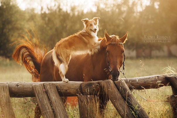 ����� ������� - 8 �������� 2015 � 18:30 - 2