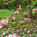 ���� ����, ��������������, 49 ��� - ��������� 1 ��� 2015 � ������ �����