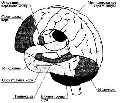 Память — это общее обозначение для комплекса познавательных способностей и высших психических ...