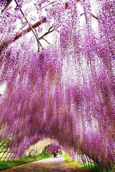 Kawachi Fuji Garden.   ,  - 4