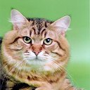 ���� �����, ������������, 54 ���� - ��������� 19 ������� 2015 � ������ ���� ����������