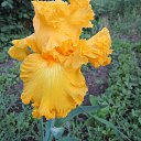 ���� Olga, ������, 78 ��� - ��������� 29 ������� 2015 � ������ ������ ��������