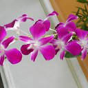    -  ,  -  4  2015    2014.  Lawana.  7-.