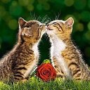 ���� ����, �������, 49 ��� - ��������� 9 ���� 2015 � ������ ���� ����������