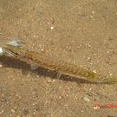 ���� ����� ������������, ������, 59 ��� - ��������� 28 ���� 2015 � ������ ���� ����������