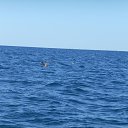 ���� ����, �����������, 50 ��� - ��������� 31 ���� 2015 � ������ ���� ����������