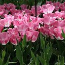 ���� ���, ��������� - ��������� 1 ��� 2015 � ������ ������ ��������