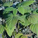 ���� ������, ���������, 66 ��� - ��������� 11 ������� 2015 � ������ ���� ����������