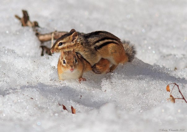     (Tamias striatus) - 3