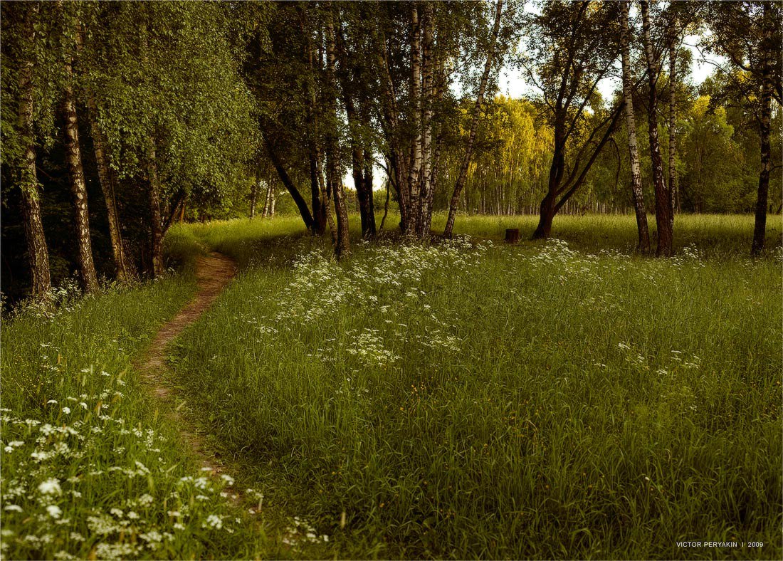 Где тропа. Лес тропинка деревня. Тропинка в лесу заросшая травой. Тропинка Лесная в деревню. Заросшая тропинка в лесу.