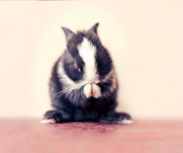       .#animal@travel.blog - 9