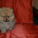 ���� �����, ������������, 51 ��� - ��������� 9 ���� 2015 � ������ ������ ��������