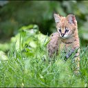 ���� Milolika, ������� - ��������� 19 ������� 2015 � ������ ���� ���... � ������ �����.))�