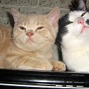 ���� �����, ����������, 71 ��� - ��������� 30 ���� 2015