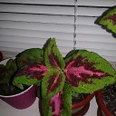 ���� ���, ����� - ��������� 9 ������� 2015 � ������ ���� ����� � �����������!�