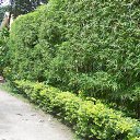    -  ,  -  4  2015    2014.  Lawana.  7-.