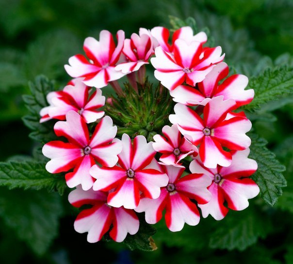  (Verbena lanai)