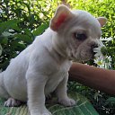  , --, 52  -  23  2015    .