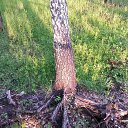 ���� ������, ���������, 45 ��� - ��������� 30 ���� 2015 � ������ ��������