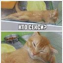 ���� ������, �����-���������, 44 ���� - ��������� 20 ��� 2015 � ������ ���� ����������