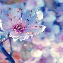  ***L***,   -  1  2015    