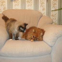 �����, ������, 60 ���