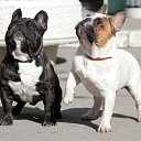  , --, 52  -  21  2015    .