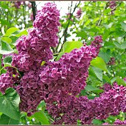 ���������, 62 ����, �������