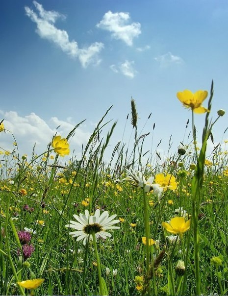 Форзиция средняя "Week-End" СЦ "Зеленый дом"