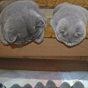 ���� ��������, ��������, 61 ��� - ��������� 9 ���� 2015 � ������ ������ ��������