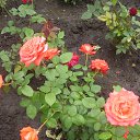 ���� ������, ������������ - ��������� 12 ������� 2015 � ������ ���� ����������