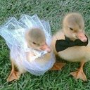 ���� ������, ��������, 52 ���� - ��������� 20 ��� 2015