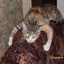 ���� ����, ����������, 49 ��� - ��������� 13 ������� 2015 � ������ ������