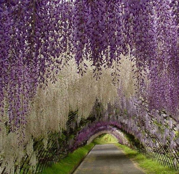 Kawachi Fuji Garden.   ,  - 2