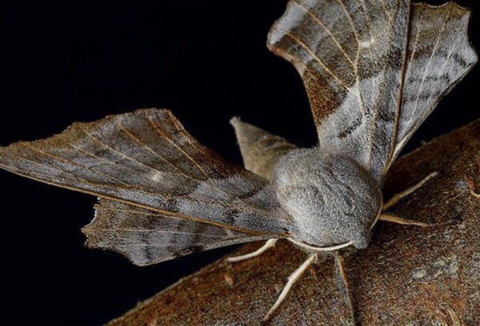 Мотылки. Бражник Монарх. Ночной мотылек Бражник. Бражник Тополевый бабочка. Мотылек Hawk Moth.