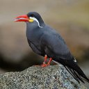 ���� Victor, ������� - ��������� 4 �������� 2015 � ������ ���� ����������