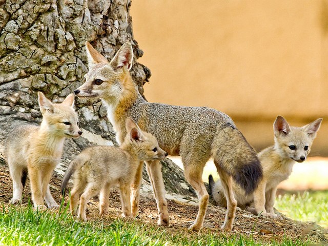   Vulpes macrotis