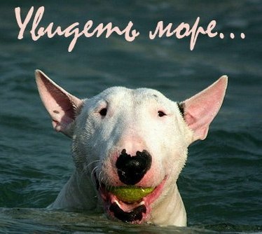 Английский бультерьер. - 27 мая 2015 в 08:24