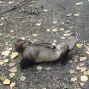 11. �� ������� ���� ����������