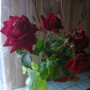 ���� �����, ������ - ��������� 3 ������� 2015 � ������ ���� ���
