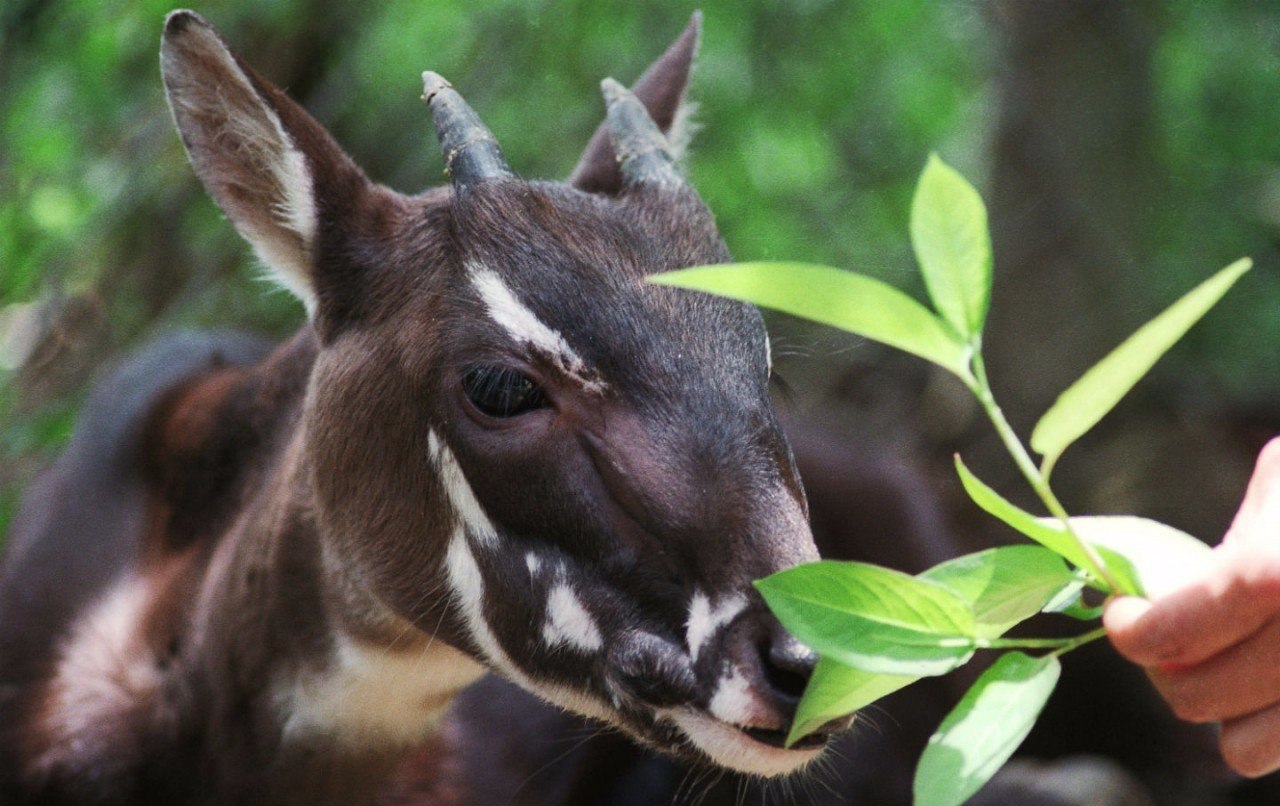 10 ,    2020 .    (IUCN)   ... - 2