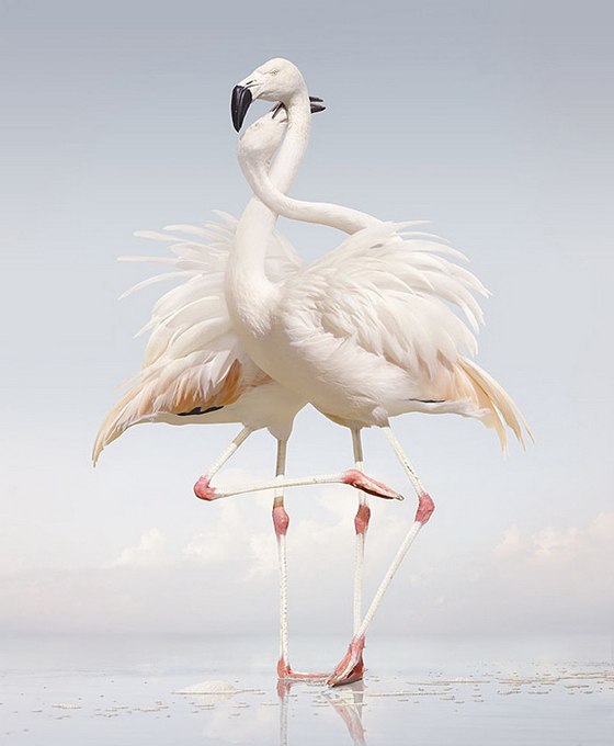   (Simen Johan)  ,    .     1973 ... - 8