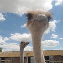 ���� �����, ��������, 51 ��� - ��������� 13 ���� 2015 � ������ �.......�