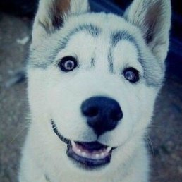 ������, ��������, 29 ���