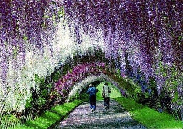 Kawachi Fuji Garden.   ,  - 5