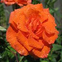 31 �� ������� ������.�