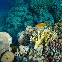  , , 48  -  27  2015   Coral Beach Resort Montazah