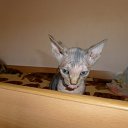 ���� �����, �������, 46 ��� - ��������� 2 ������� 2015 � ������ ������ ��������