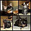 ���� Tatiana, ������, 49 ��� - ��������� 18 �������� 2015 � ������ ���� ����������